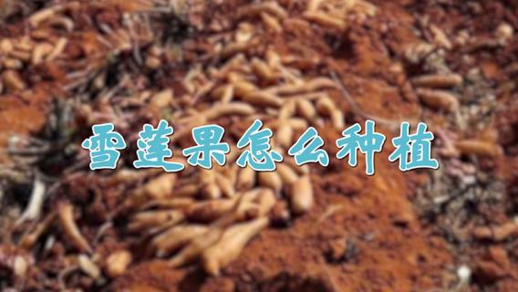 雪莲果怎么种植（雪莲果怎么种植育苗）