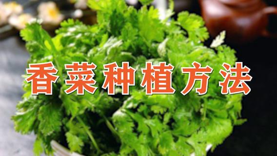 香菜种植方法 香菜种植方法和时间