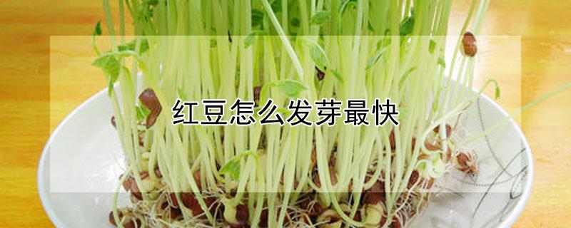 红豆怎么发芽最快 红豆怎么发芽最快最好吃