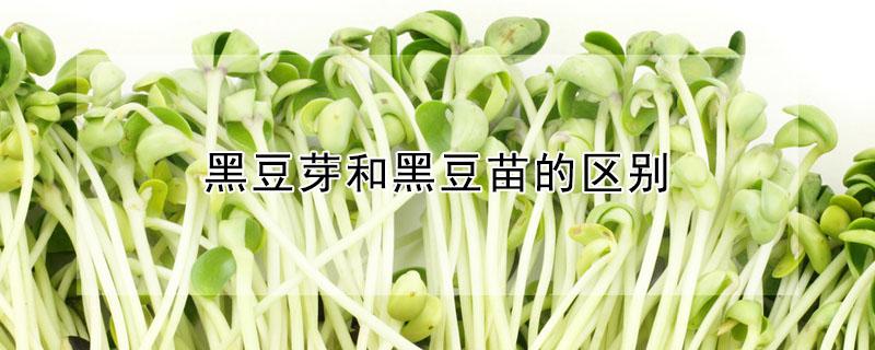 黑豆芽和黑豆苗的区别 黑豆芽和黑豆苗一样吗