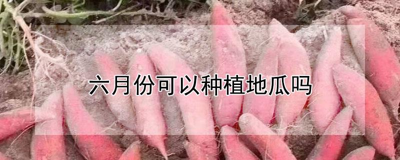 六月份可以种植地瓜吗（地瓜六月份能种吗）