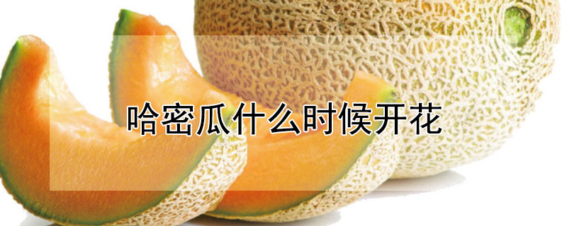 哈密瓜什么时候开花 哈密瓜什么时候开花季节