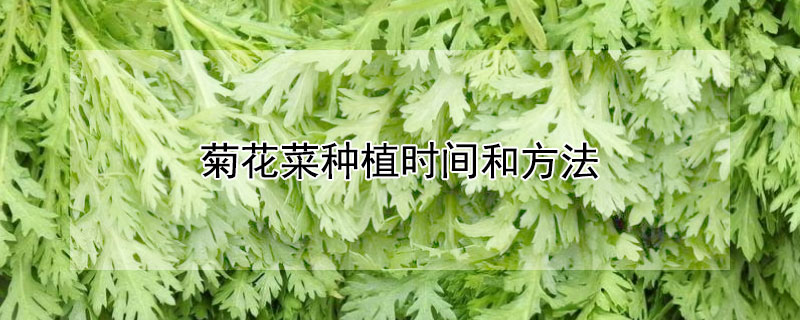 菊花菜种植时间和方法 菊花菜种植注意事项