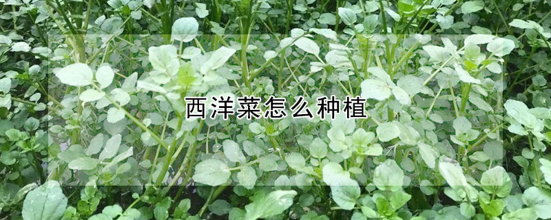 西洋菜怎么种植 西洋菜怎么种植容易生长