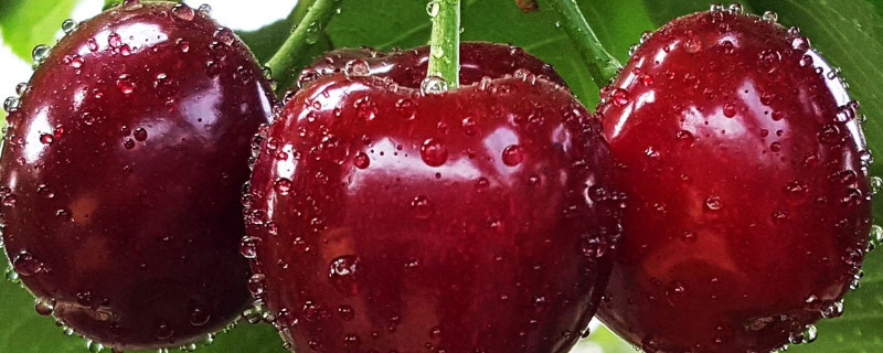 大樱桃谢花后施什么肥 大樱桃谢花后施什么肥好