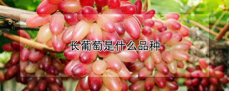 长葡萄是什么品种 紫色长葡萄是什么品种