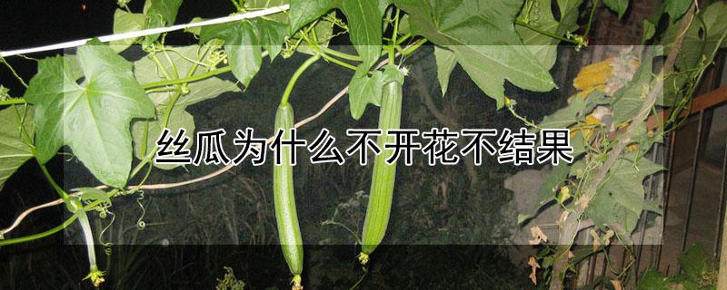 丝瓜为什么不开花不结果 丝瓜为什么不开花结果?