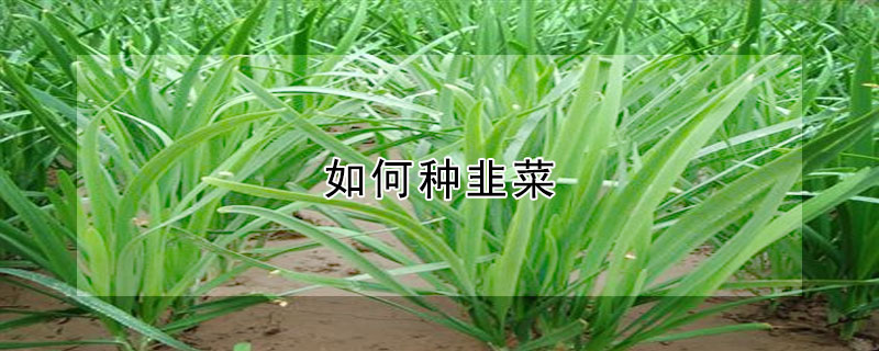 如何种韭菜（如何种韭菜籽）