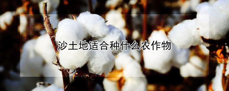 沙土地适合种什么农作物 沙土地适合种什么农作物赚钱