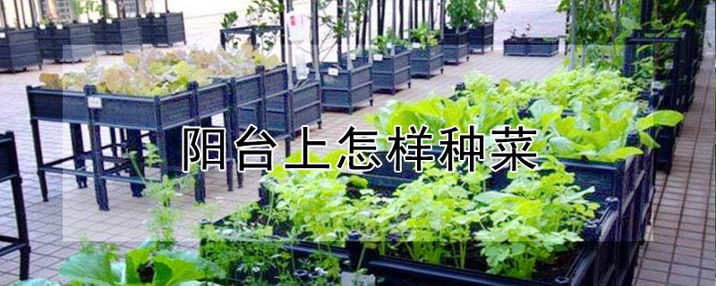 阳台上怎样种菜 阳台怎样种菜不会有蚊子