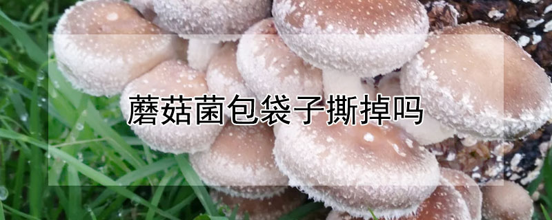 蘑菇菌包袋子撕掉吗 蘑菇菌包袋子撕掉了怎么办