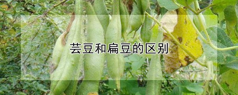 芸豆和扁豆的区别（扁芸豆和圆芸豆的区别）