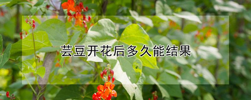 芸豆开花后多久能结果（芸豆开花后多久能结果实）