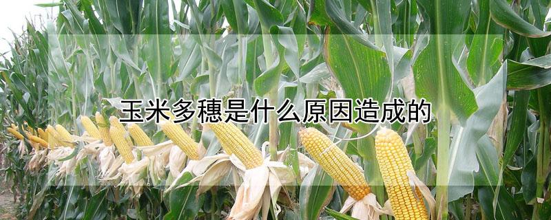 玉米多穗是什么原因造成的（糯玉米多穗的原因）