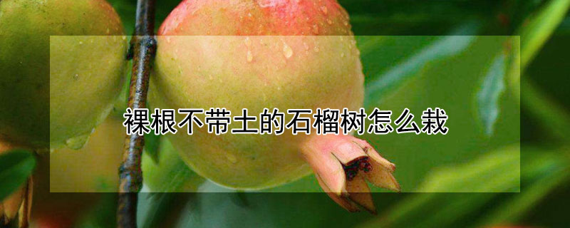 裸根不带土的石榴树怎么栽 裸根不带土的石榴树怎么栽植