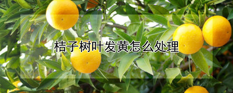 桔子树叶发黄怎么处理（桔子树叶发黄怎么处理视频）