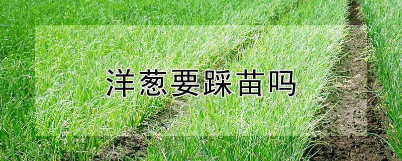 洋葱要踩苗吗（洋葱苗怕淹吗）