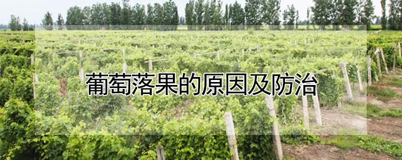 葡萄落果的原因及防治 葡萄落果是什么原因,该怎么防治