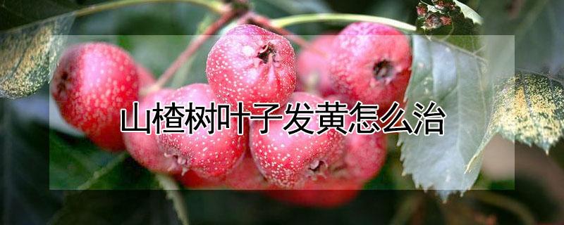 山楂树叶子发黄怎么治（山楂树叶子发黄是怎么回事怎么治）