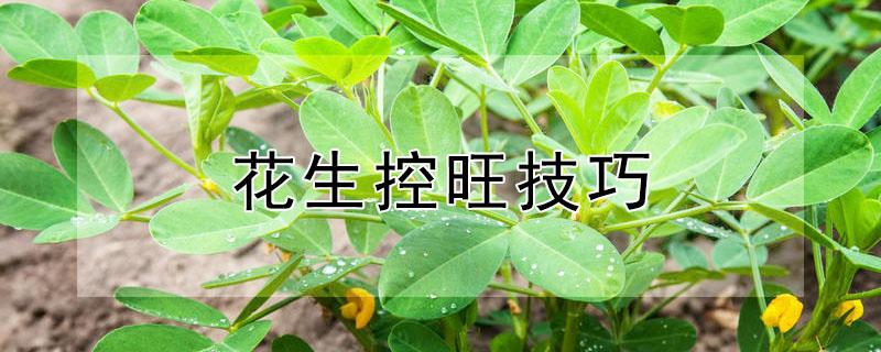 花生控旺技巧（花生控旺的最佳时期?怎么控,有哪些技巧?）