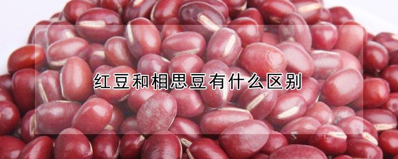 红豆和相思豆有什么区别（红豆和相思豆有什么区别图片）