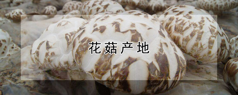 花菇产地（花菇产地主要在哪个省）