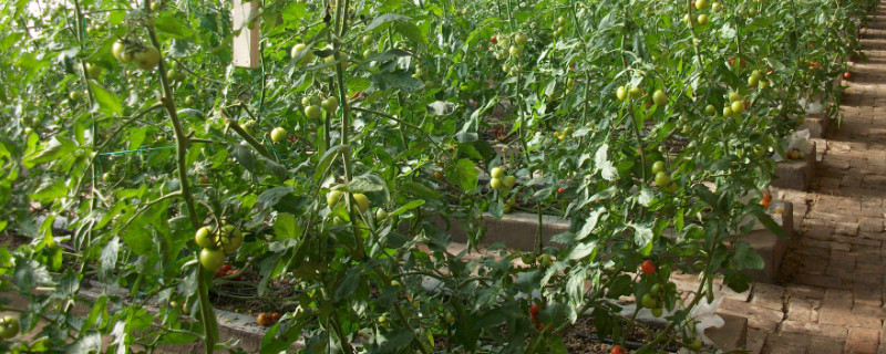 西红柿如何修剪枝叶 西红柿如何修剪枝叶图片