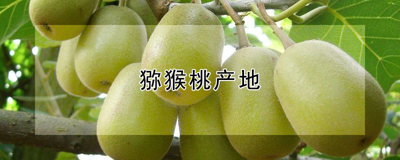 猕猴桃产地（猕猴桃产地是哪个国家）