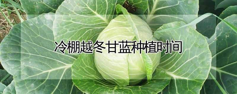 冷棚越冬甘蓝种植时间 冬季大棚甘蓝种植技术