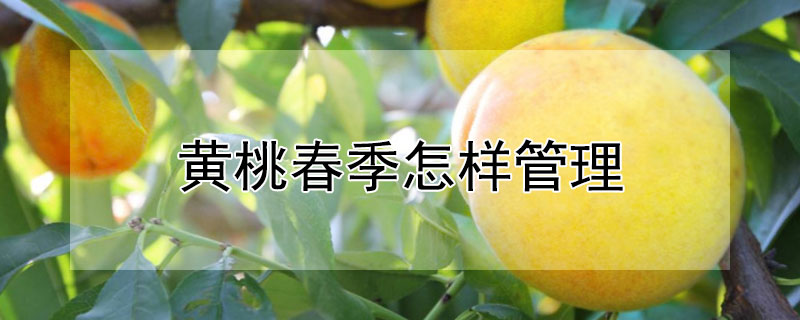 黄桃春季怎样管理 黄桃的春季管理