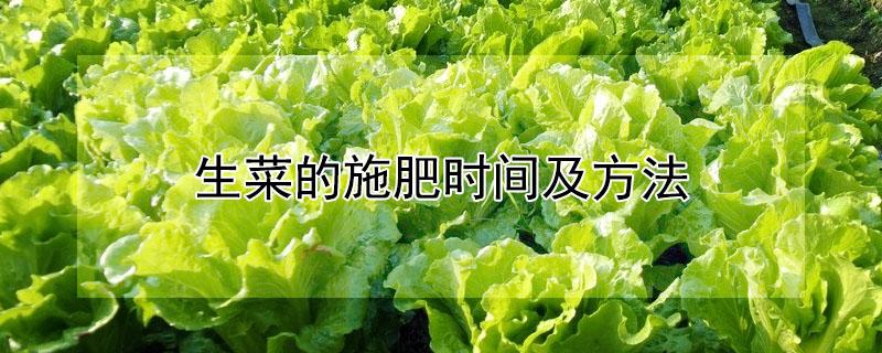 生菜的施肥时间及方法 生菜种植方法和时间施肥