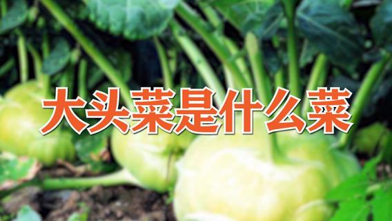 大头菜是什么菜 东北大头菜是什么菜