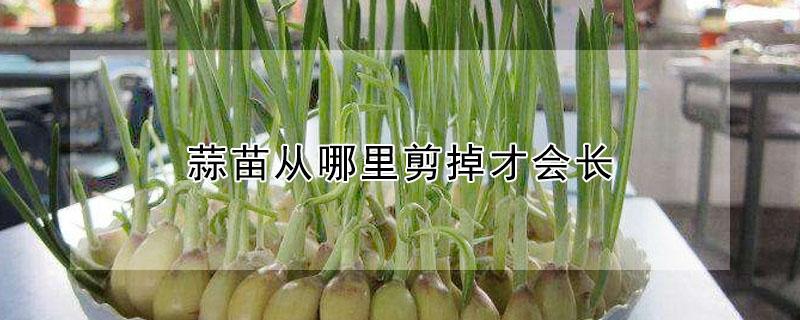 蒜苗从哪里剪掉才会长 蒜苗从哪里剪掉才会长出来