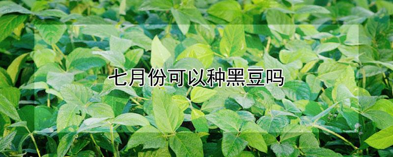 七月份可以种黑豆吗（7月份能种黑豆吗）
