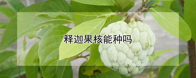 释迦果核能种吗（释迦果果核能种吗）
