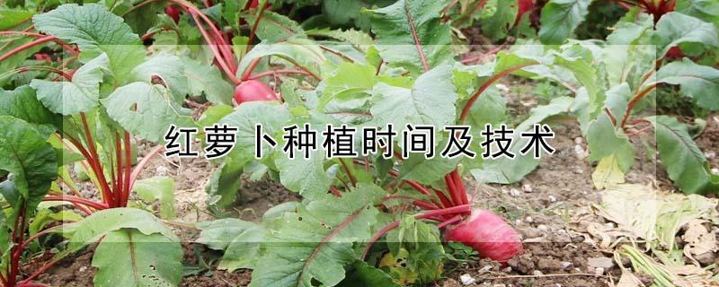 红萝卜种植时间及技术（红萝卜种植时间及技术视频）