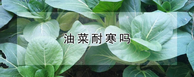 油菜耐寒吗（油菜是不是喜凉耐寒的农作物）