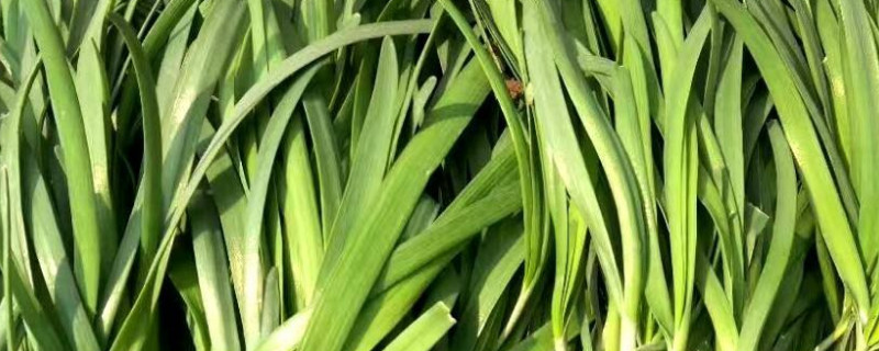 韭菜夏天可以种吗 韭菜夏天能种吗