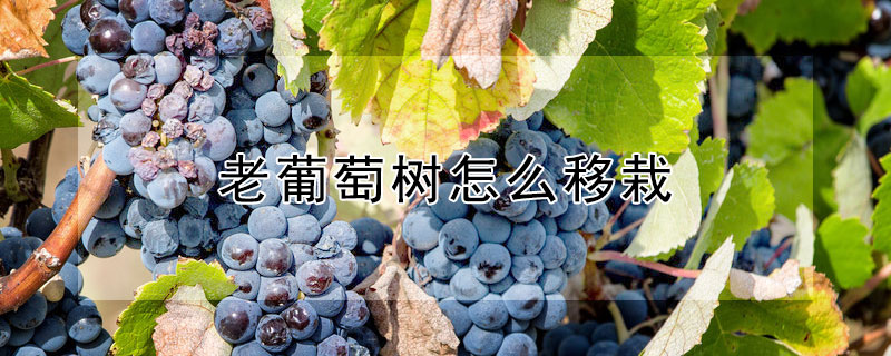 老葡萄树怎么移栽（老葡萄树怎么移栽好）