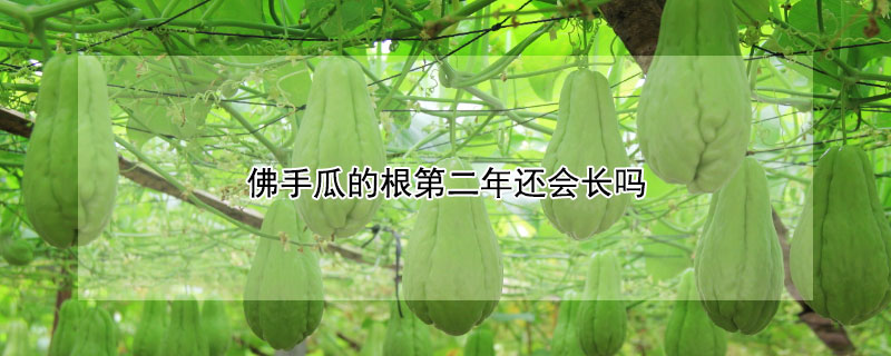 佛手瓜的根第二年还会长吗（佛手瓜根第二年还结果实吗）