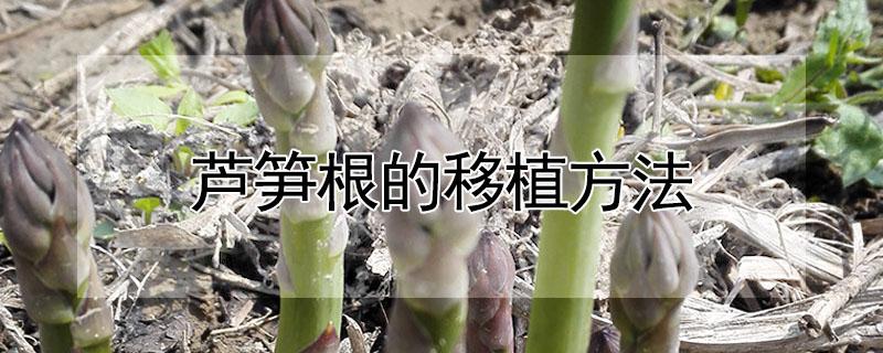 芦笋根的移植方法（芦笋根的移植方法图片）