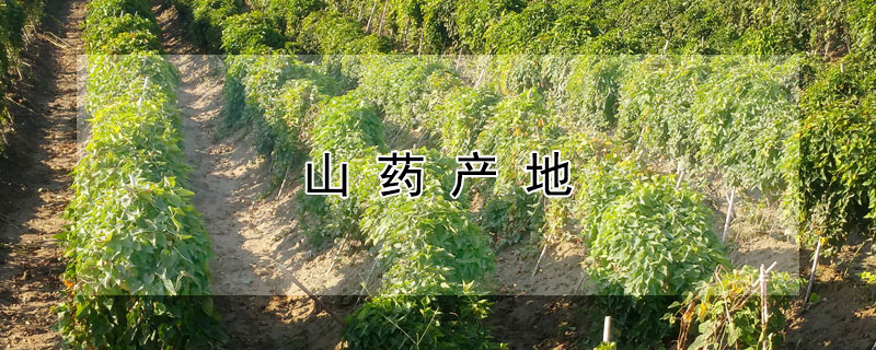 山药产地（野生山药产地）