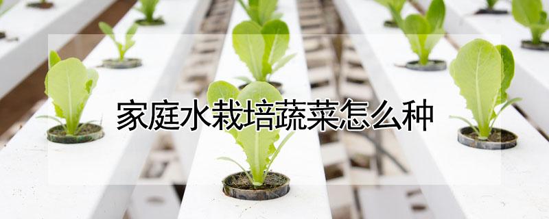 家庭水栽培蔬菜怎么种（家庭水培蔬菜怎么种植）