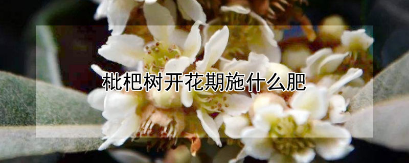 枇杷树开花期施什么肥（枇杷树开花施什么肥料）
