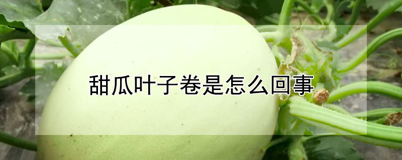 甜瓜叶子卷是怎么回事（甜瓜叶子上卷怎么回事）