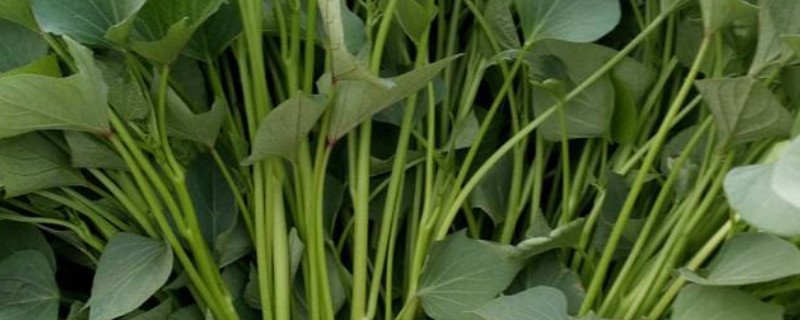 红薯秧苗怎么种（红薯秧苗怎么种好）