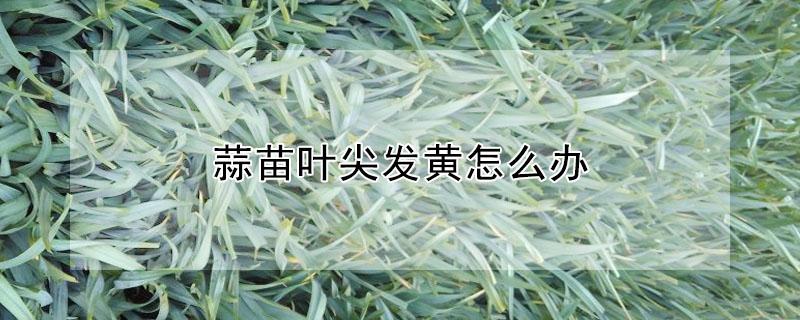 蒜苗叶尖发黄怎么办（蒜苗叶尖发黄怎么办呢）