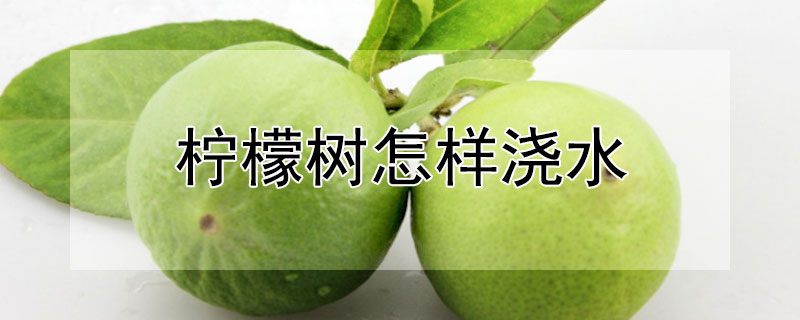 柠檬树怎样浇水（柠檬树怎样浇水视频）