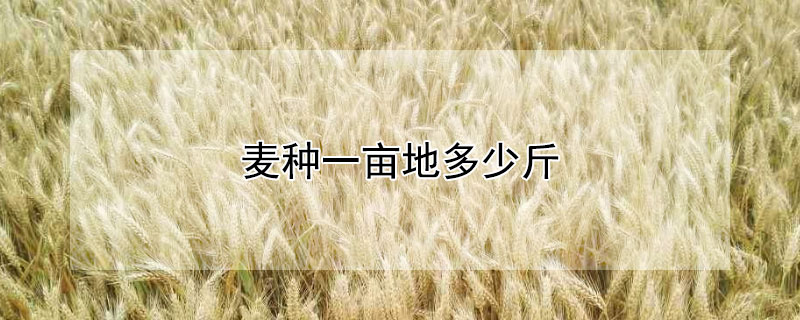 麦种一亩地多少斤 麦种一斤可以播多少亩