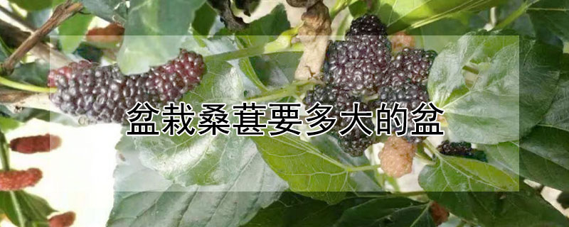 盆栽桑葚要多大的盆（桑葚盆栽用多大的盆）